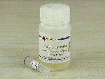 Bak抗体(兔多抗)